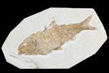 Detailed Fossil Fish (Knightia) - Wyoming #96090-1